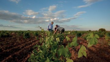 BODEGAS PINCERNA, EL ARTE DE HACER VINO SIN PERDERESENCIA